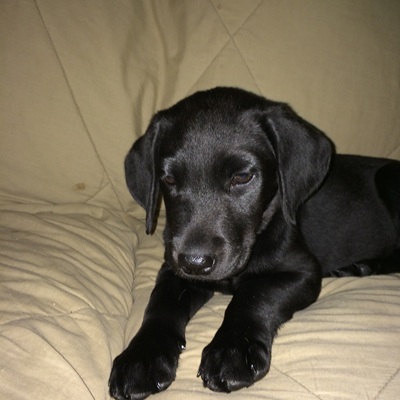 Bella