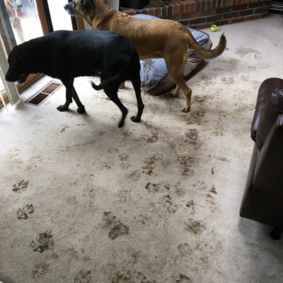 Georgia, Molly and Bella